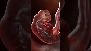 How the #quran description of #embryology aligns with #modernscience  #quranandscience