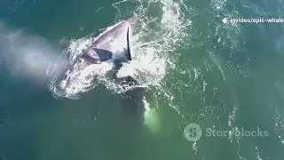 Epic Whale Jumping Out of Water! 😱 | Most Powerful Breaches Ever