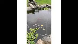 How to protect a koi pond against birds