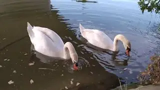 Feeding Cygnets And Swan Family | 3 Cygnets