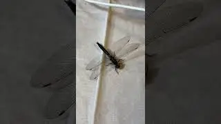 【雲間蝦夷蜻蛉 】【dragonfly】クモマエゾトンボ【トンボ業界のクマモン】