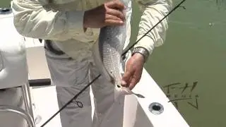 Rare Seven Spot Redfish