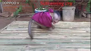 Monkey Janny screaming cry needing take care  from mom