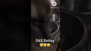 German Shepherd Dog Food Time II Dax II Ginger Duke II #gsd #shorts