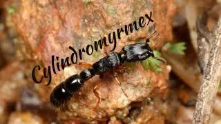 Genus: Cylindromyrmex
