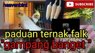 cara mudah ternak parkit australia/falk