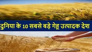 दुनिया के 10 सबसे बड़े गेहूं उत्पादक देश ll Top 10 wheat production country in the world ll #gkworld