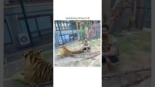 Rajab playing with tiger 🐅🤣[#video editing] [#rajab family]