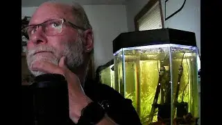 MyFishTanksAQuatics - Weekly Stream