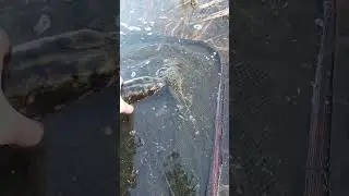 Northern Pike catch and release