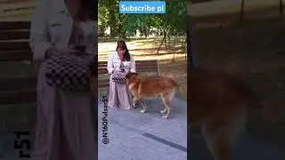 Dog save a lady 😱 #goose #pets #animals #duck #ducklings #wildduck #dog #doglover #dogshorts