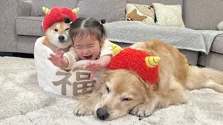 節分に豆柴とゴールデンレトリバーと1歳児と豆まきをしたらこうなりました...