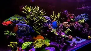 Philips Coral Care
