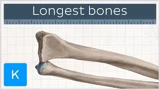 What are the longest bones in your body - Human Anatomy |&nbsp;Kenhub