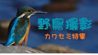 野鳥撮影 カワセミ特集【バードウォッチング】