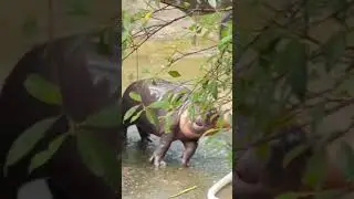 Talking a bath with Papa🦛 #zooland #hippo #animals #moodeng