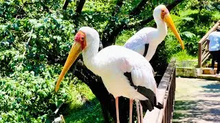 KL Bird Park walkthrough | Wildlife park in Kuala Lumpur Malaysia