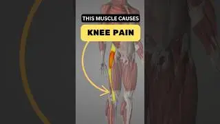 **🎥 Понимание боли в колене с боковой стороны: мышечная дисфункция, которую нельзя игнорировать**