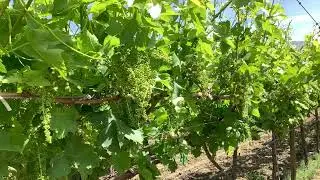 Week 15 California Table Grape Field Update