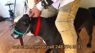 A Dog Collar More Effective than Trainers - SafeCalm - Help BIG CHUCK MCBRIDE Donate Below