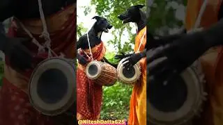 🔥 Three Desi Dogs Saree Dance in Jungle 🌿 | 4K Ultra HD Fun Vibes 🥁🐶✨|#viralvideo#funny#animaldance