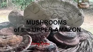 Larry Evans - Mushrooms of the Bolivian Rainforest