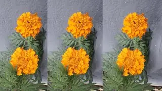 बहुत सुंदर गेंदे के फूल खिले🌼/Beautiful Marigold Flowers🌼🌼