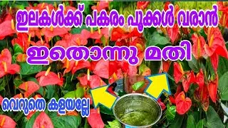 പെട്ടെന്ന് പൂക്കൾ നിറയാൻ ഇത് മാത്രം മതി | Anthurium A to Z Care | Anthurium Care / DIY pot