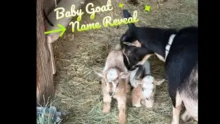 Naming the new baby goats.....