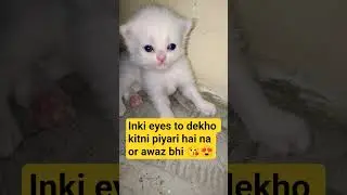 #blue eyes cats#beautiful& cute baby cat 😘😘 #Elsa& Eylis