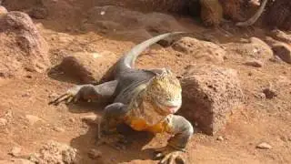 Galapagos4