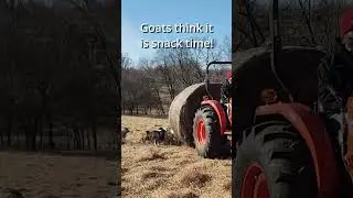 Goats think winter prep = snack time 🐐❄️
