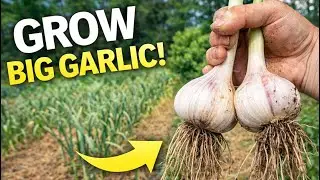 Seed to Plate | How to Grow BIG Garlic Bulbs (Planting, Harvest & Curing)