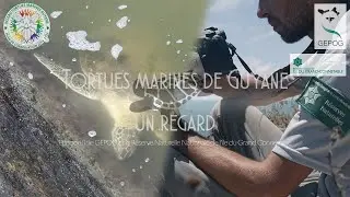 TORTUES MARINES DE GUYANE : UN REGARD - Episode 2 : Le GEPOG et la Réserve du Grand Connétable