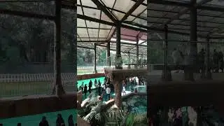 Mumbai Byculla Zoo #shorts