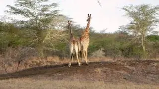 Two male giraffes 