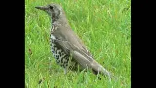 Mistle Thrush Bird Call