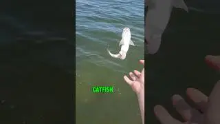 How To Catch SALTWATER Catfish Today! 🎣 #shorts #fishing #catfish #saltwater