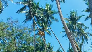 Panjat kelapa Profesional edisi Pohon extrem 🔥🔥🔥