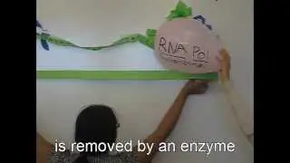 Genetics EC Prokaryotic Transcription