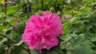 🌼Beautiful Flowers & Gentle Birdsong 🌸 | Relaxing Nature Sounds for Peaceful Mind