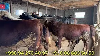 БОҚМА БУҚАЛАРНИ ЭНГ ЗЎРЛАРИ ЗИЁДЖОНГА ЙТИБ КЕЛДИ. 