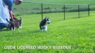 USDA Licensed Husky Breeder