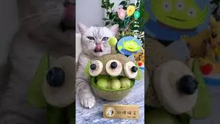 Cat Makes Melon Bowl 🍈 #shorts #shortvideos #catcooking #food #funny #melon #melonbowl