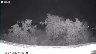 LIVE &bull; Night Nature Camera 🌙 | Quiet Outdoor View &bull; Real Time