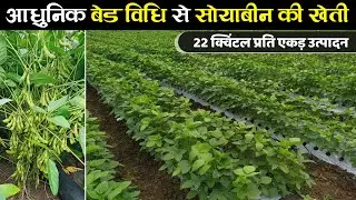 सोयाबीन की खेती | बेड विधि से | Soyabean ki kheti | आधुनिक तकनीक | Soyabean ki kheti kaise karen
