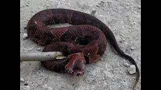 Cottonmouth and Bruce Kayaking Steinhatchee River 4/18