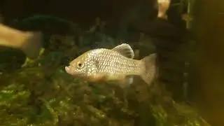 Cyprinodon veronicae (Charco Palma Pupfish)