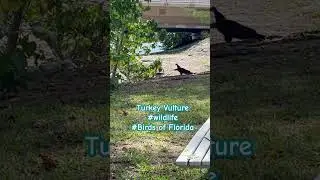 Turkey Vulture #Wildlife #BirdsofFlorida #turkeyvulture