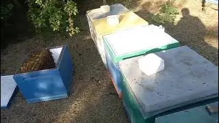 Идёт подготовка к осенней замене маток
